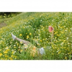 Ello  470 mL �elik Termos(Pembe)