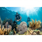 SCUBAPRO Zoom Ultra Clear �ift Caml� Dal�� Maskesi