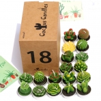 AiXiAng Kakts Mum (18 Adet)