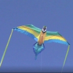 WindNSun Kanarya Uurtma (152cm)