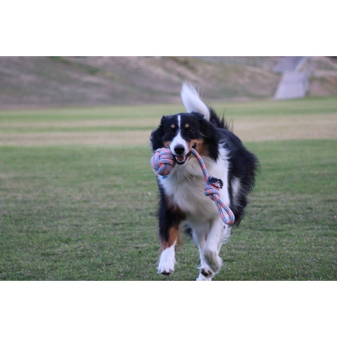 Pacific Pups Products Kpek Halat Oyuncak (XL)