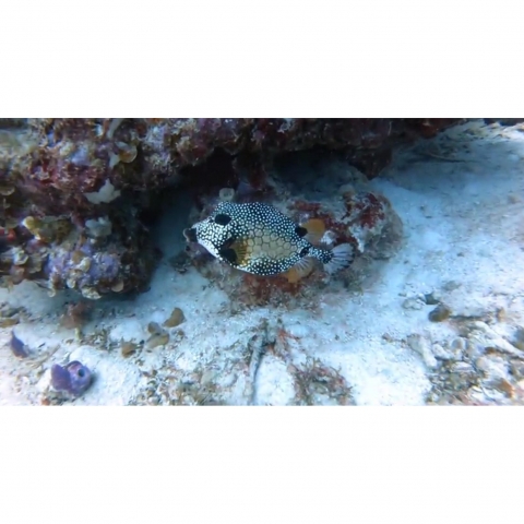 FitStill GoPro Hero 7/6/5 Su Geirmez Klf